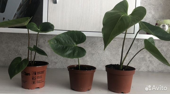 Комнатные цветы антуриум