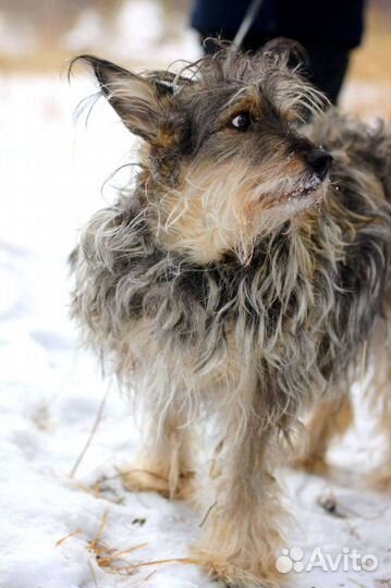 Чудесная собака в самые добрые руки