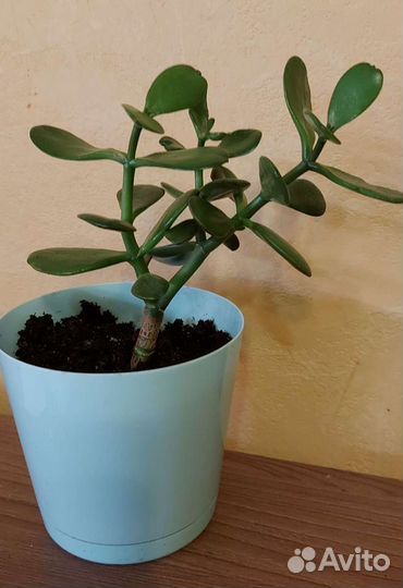 Денежное дерево