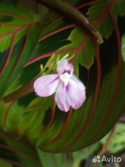 Маранта триколор