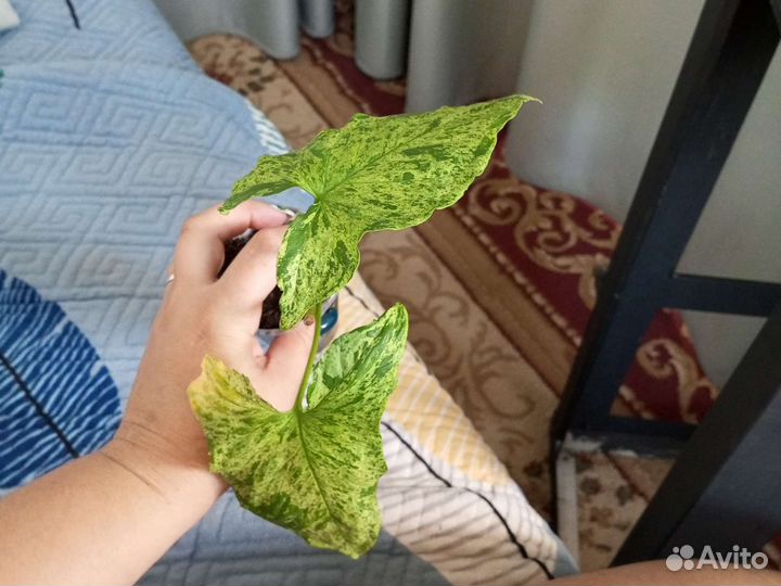 Сингониум Моттлед черенки