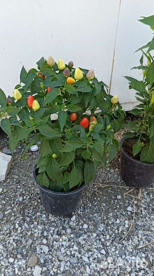 Рассада острого кустового перца