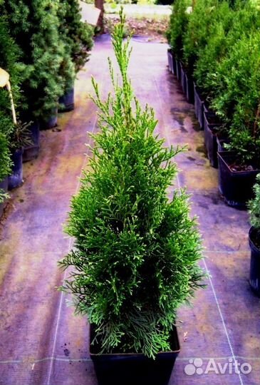 Купить Тую Смарагд в Воронеже