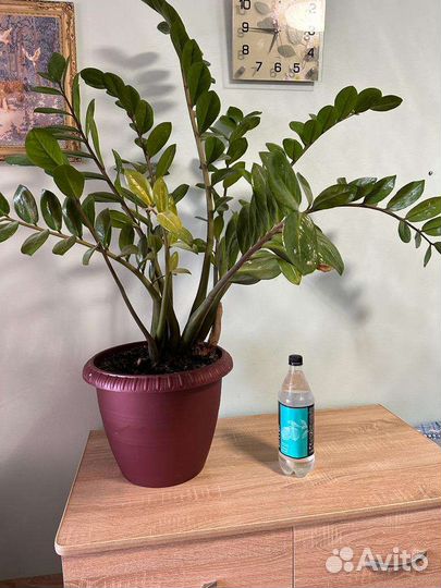 Замиокулькас