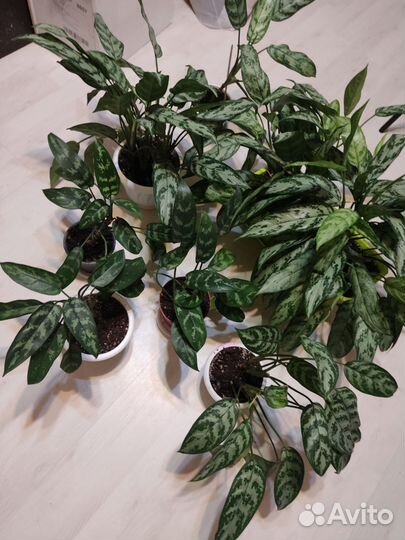 Aglaonema Maria / Аглаонема Мария