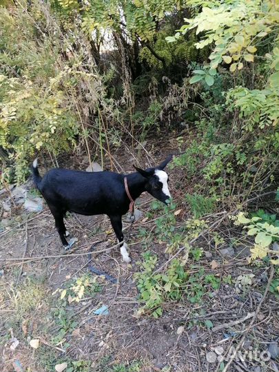 Козы дойные