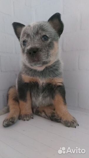 Австралийский хиллер