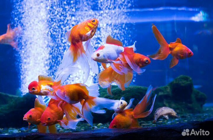 Золотые рыбки (телескопы, вуалехвосты, оранды)