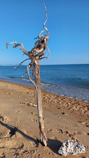 Коряга морская, дрифтвуд