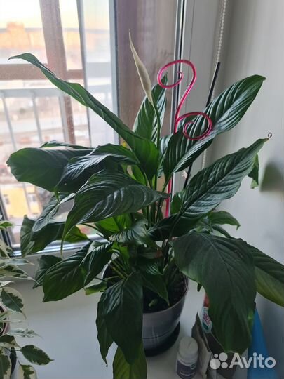 Продам цветы комнатные