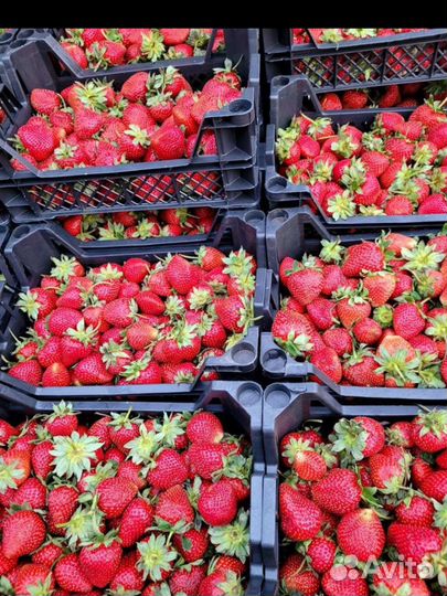 Клубника Азербайджанская