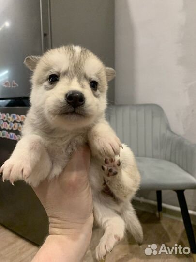 Щенки сибирской хаски