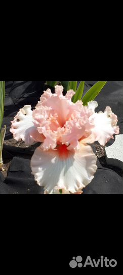 Ирисы бородатые (разные сорта)