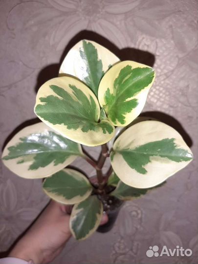 Пиперомии разные