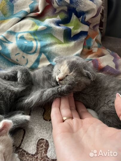 Котенок вислоухий