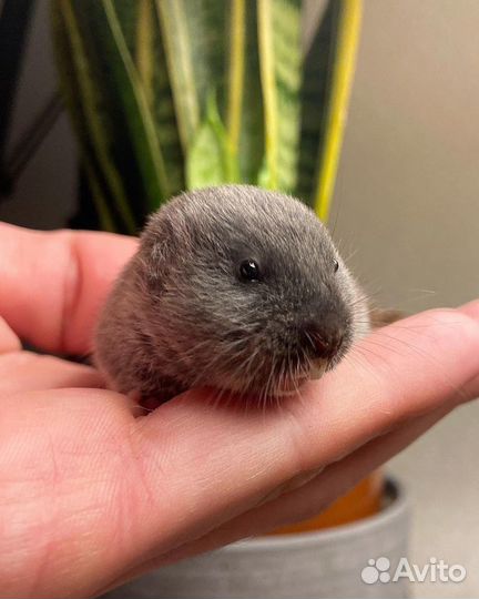 Слепушонка