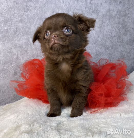 Шоколадная девочка