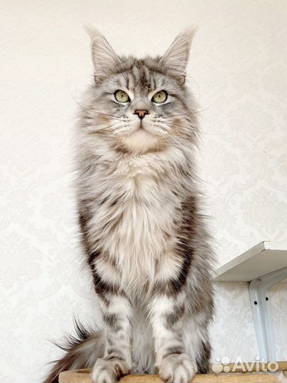Молодой котик Мейн-кун