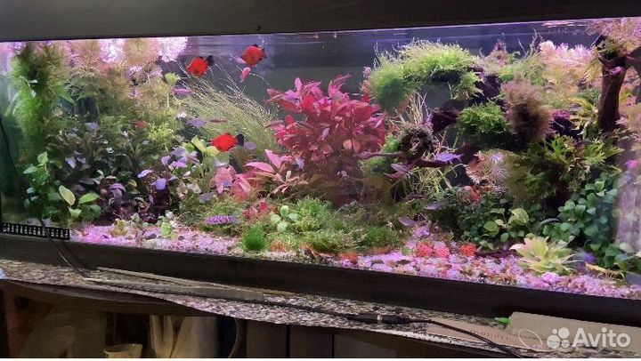 Аквариум 100 литров, под травник