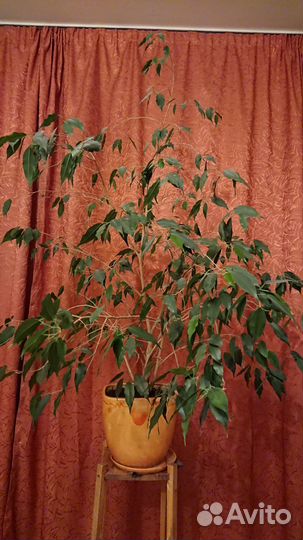 Фикус банджамина