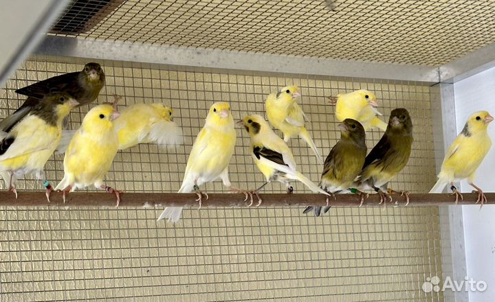 Канарейки гарцский роллер