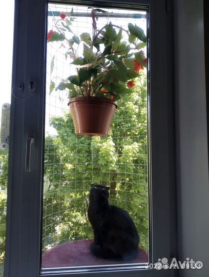 Балкон для домашних Любимцев. Кошечек и котиков