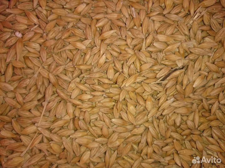 Пшеница яровая ячмень кукуруза зерносмесь