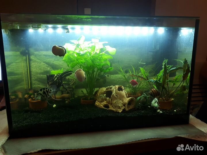 Аквариум