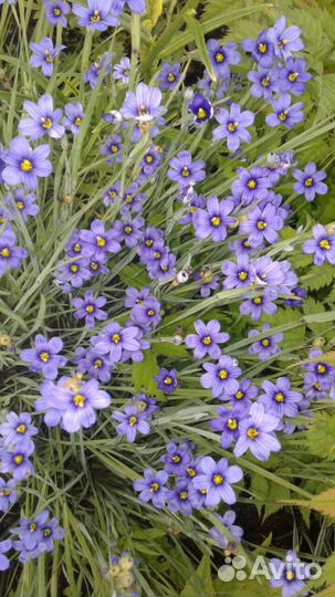 Многолетние растения