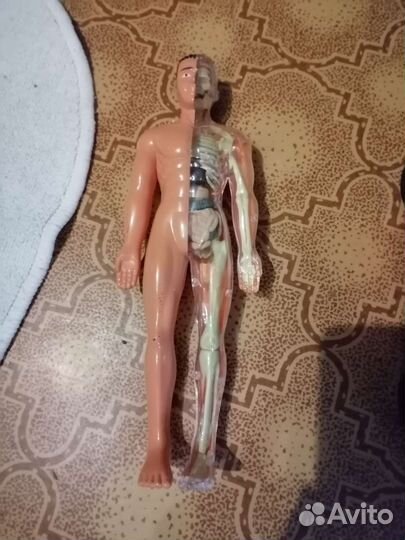 Анотомическая кукла разборная