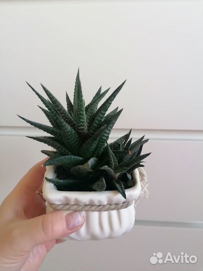 Лимифолия, оксалис (кислица), крассула вариегатная