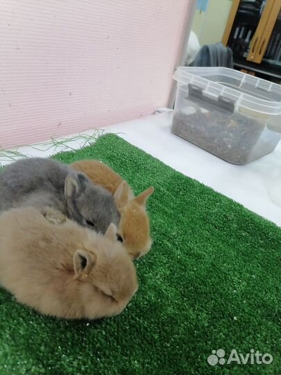 Декоративные крольчата