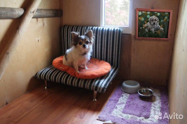 Зоогостиница Pettyburg. Передержка кошек и собак