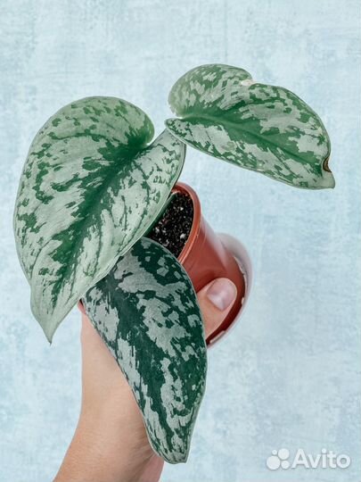 Сциндапсус пиктус треби