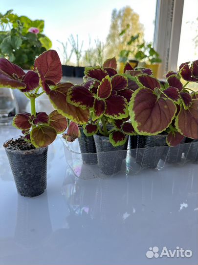 Колеус (гавриш)