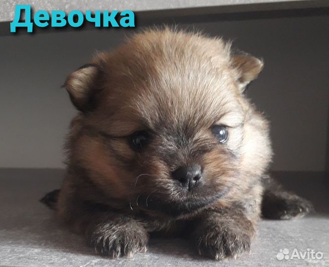 Щенки померанского шпица