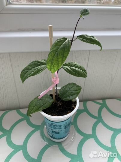 Клеродендрум Госпожи Томпсон