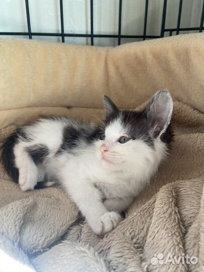 Котенок в добрые руки