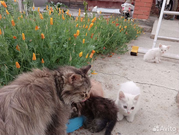 Сибирские котята