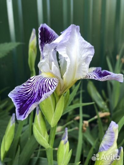 Цветы ирисы