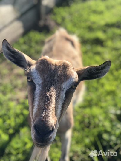 Козы дойные молочные и маленькая козочка