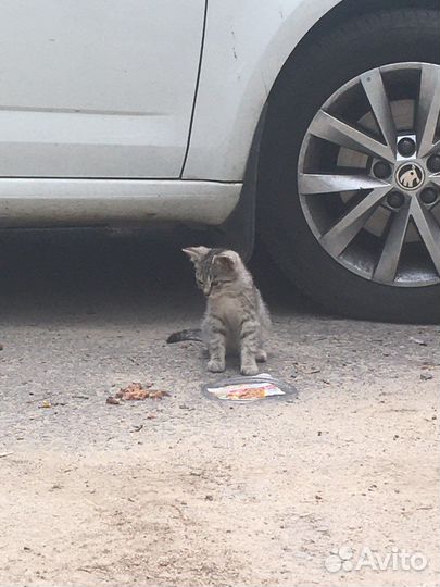 Котенок в добрые руки