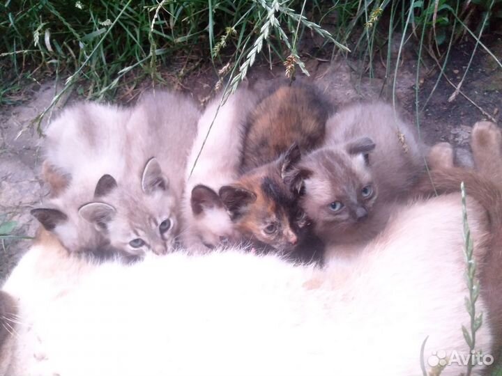 Котята в добрые руки