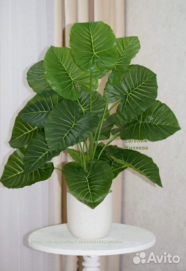 Диффенбахия искусственная