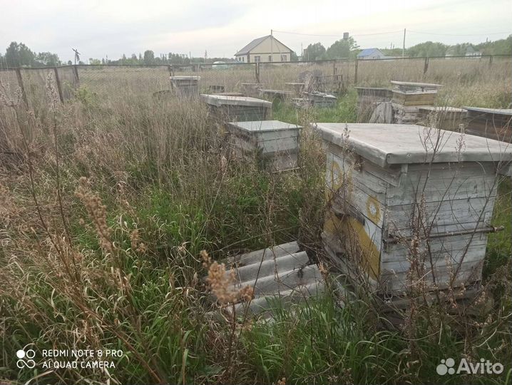 Улей для пчел с рамками и экранами