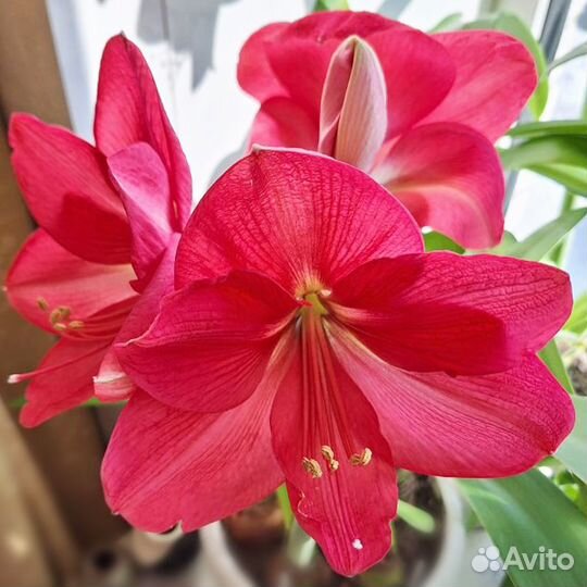 Гиппеаструм / амариллис 