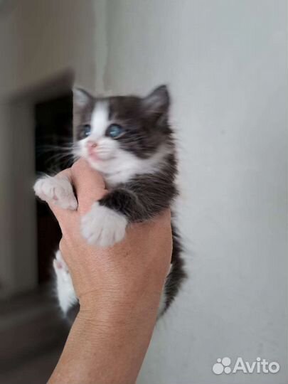 Отдам котят в добрые руки