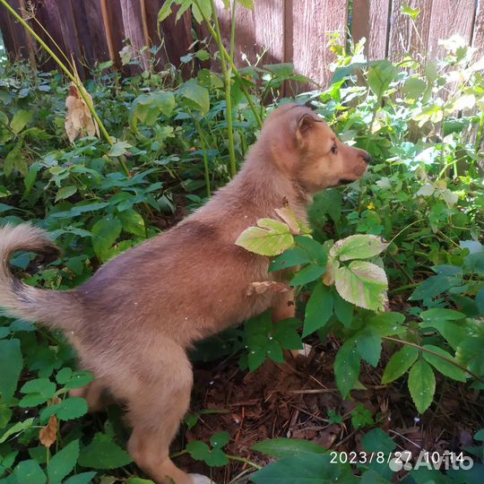 Собака в добрые руки щенок