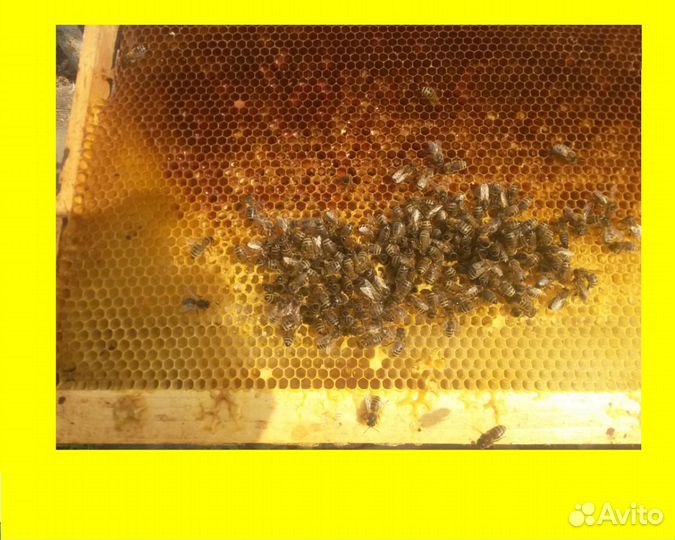 Улей Дадан 12 рамок. Днища. Рамки