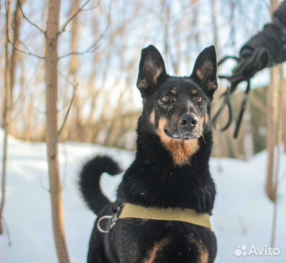 Веселый пёс в добрые руки